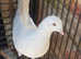 White pigeon for sale