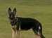 German shepherd bitch