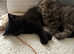 Beautiful Persian X British Shorthair