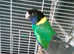 Alexandrine parrot Indian ringneck parrot