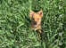 Pomchi puppy