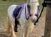 ***Super Safe Children's Pony For Sale***