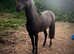 Amha/amhr stallion