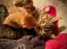 4 Happy Healthy Kittens For Sale