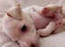 Italian Greyhound Puppies (only 2 boys left)
