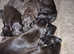 REDUCED! Ramaway deerhounds