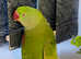 Beautiful alexandrine parrot for sale