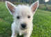 West highland terriers