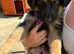 German Shepherd puppies for sale