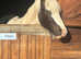 Maxi cob colt yearling Lionheart bred