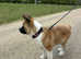 17 week old male Japanese Akita in Grantham Lincolnshire