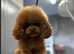 Teacup maltipoo