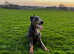 Beautiful blue Kc Doberman female