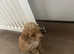 Poochon puppy for sale