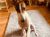 Saluki grayhound