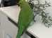 Stunning baby Indian ringnick parrot