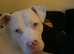 American bulldog x staffy need good home