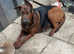 Laizhou Hong (Chinese red dog) puppies for sale.