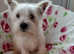 West Highland terrier puppies