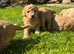 Stunning litter of DNA hereditary clear puppies.