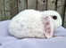 Super Friendly French x Mini Lop Babies Ready to Go!