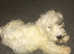 Sealyham terrier Pup