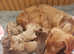 Pedigree Miniature dachshund puppies