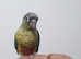 Hand reared Friendly Tamed Baby Parrot