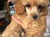 Teeny tiny toy poodle female
