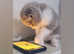 Last Beautiful kitten available
