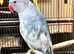Gorgeous and rare Indian ringnick parrots