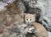 Maine Coon kitten for sale