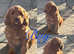 Irish doodle puppies