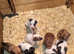 For sale jack Russell x chihuahua