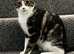 The sweetest girl you'll ever meet! In need of a home asap. Come and give her a home!