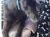 ***FERN RESCUE***GREYHOUNDS