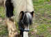 2 stunning Colts