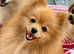 German spitz
