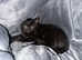 Female Russian black cat