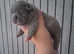 2 french bulldog puppies left new shade  isabella merle boy and blue girl