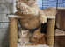 Maine coon kittens