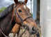 14.1h 8yr old Conamarra
