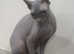 Sphynx Elf