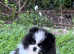 Gorgeous fluffy Pomeranian with rare coloring !!!