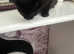 Female kittens ready to go