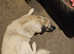 Dog needs a home urgently