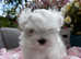 Exclusive Mini Maltese - Only One Boy Left!
