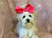 Maltipoo puppy gorgeous apricot teddy bear toy ready now