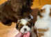 Shih tzu boy and girl available at 10 weeks old