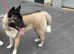 9 month old Male American Akita for rehome